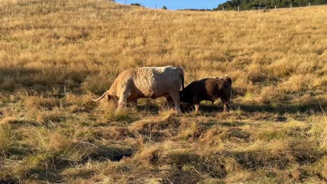 vaca joven de las tierras altas chupando la ubre de su madre mientras camina y pasta