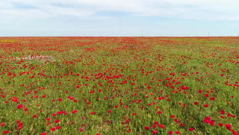red poppy field