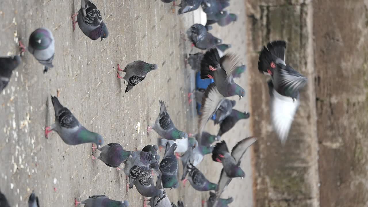 땅에서 먹이를 먹는 비둘기