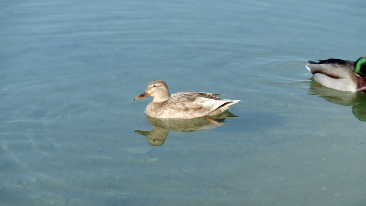 Germano reale femmina che galleggia nell'acqua limpida del fiume in estate