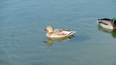 Weibliche-Stockente-Schwimmt-Im-Sommer-Im-Klaren-Wasser-Des-Flusses