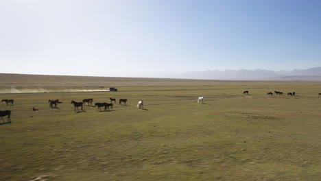 toma cinematográfica de drones de caballos salvajes y suv conduciendo en un camino de tierra en una llanura abierta en kirguistán, nube de tierra detrás del vehículo