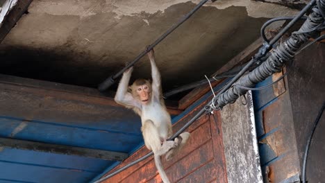 funny thai macaque sitting on the electric wire while hanging on a steel bar jumping on its butt - low-angle shot