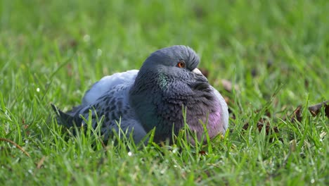 curious feral pigeon resting on green grass