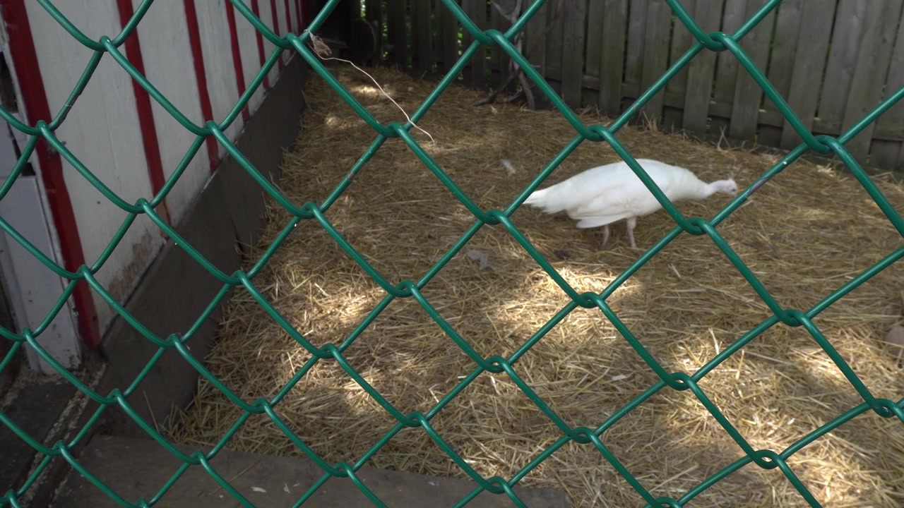 Ein seltener weißer Pfau steht auf einem Heubett in einem umzäunten Gehege, gesehen durch einen grünen Maschendrahtzaun.
