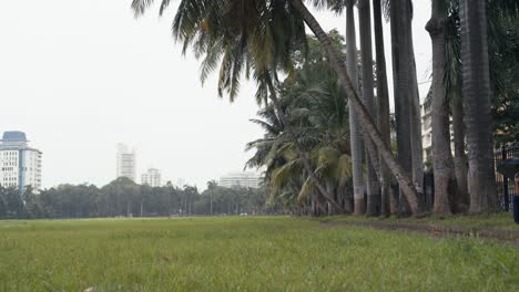 Palmeras-Verdes-Junto-Al-Patio-Vacío-De-Maidan-Ovalado-Durante-El-Brote-De-Coronavirus-En-El-Sur-De-Mumbai,-India