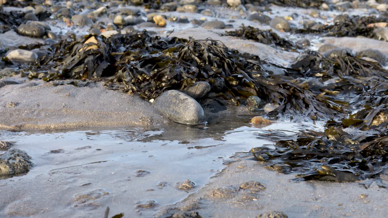 Primo piano di alghe kelp e alghe marine sparse su limo, sabbia e ciottoli lisci della spiaggia con la bassa marea.
