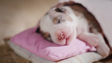 cute newborn puppy sleeps in bed 02