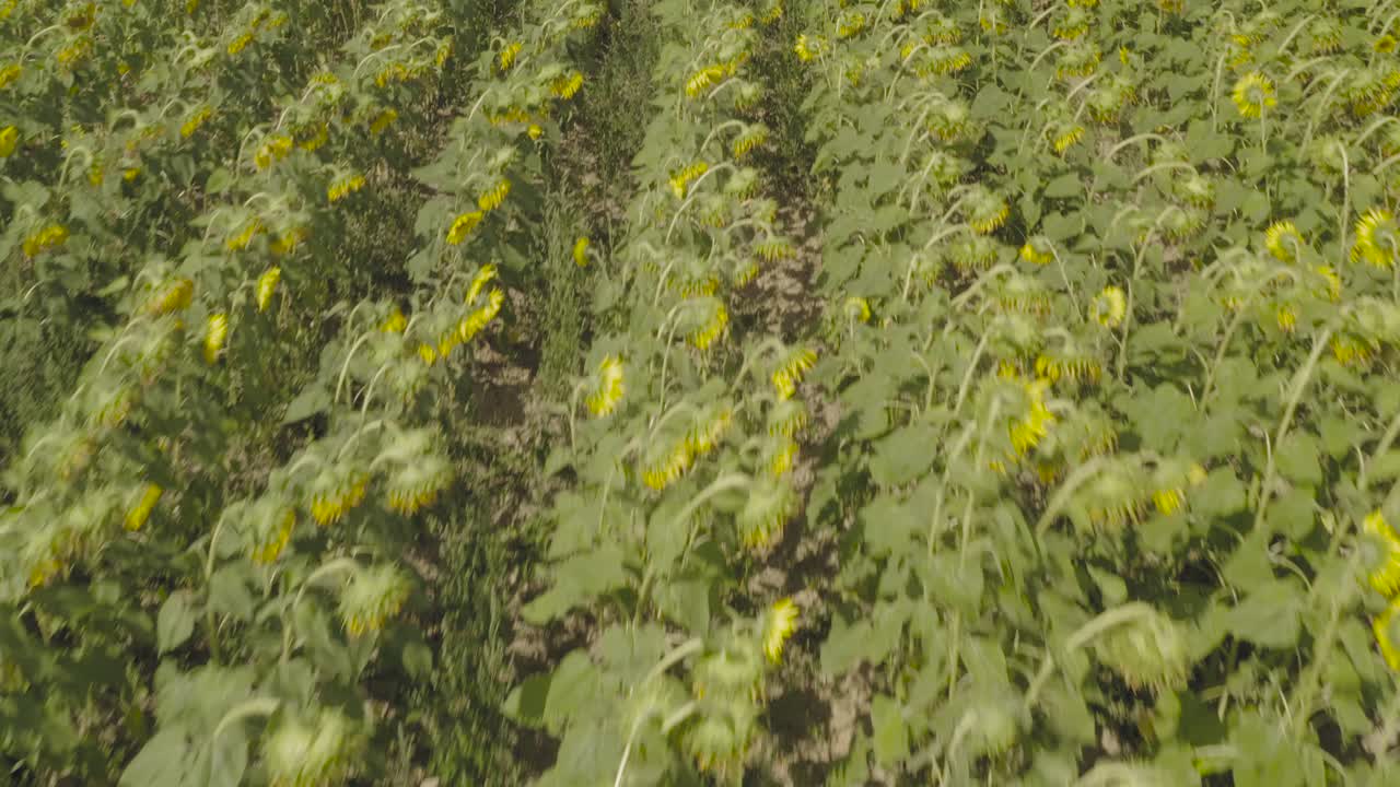 girasoles densamente crecidos que soplan en la brisa
