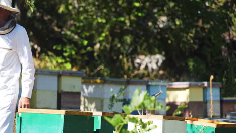 young beekeeper working in the apiary. beekeeping concept. beekeeper harvesting honey