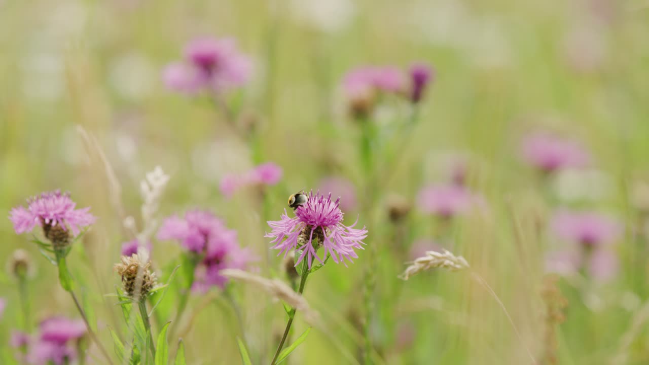 벌이 탐험하고, 기어다니며, 꽃가루를 뿌리는 밝은 보라색 야생 꽃 표면 - 전체