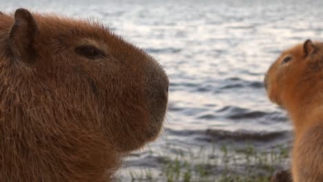 vista cercana de dos caras de capíbaras en el borde del lago