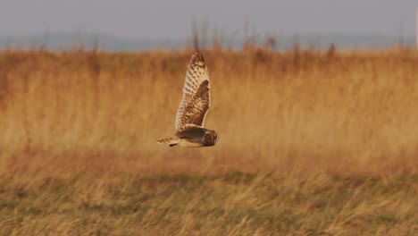 Búho-De-Orejas-Cortas-Volando-Sobre-Pastizales-En-Ameland