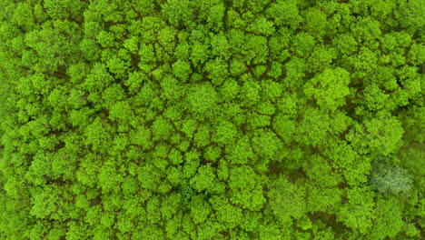 top view of pine trees forest