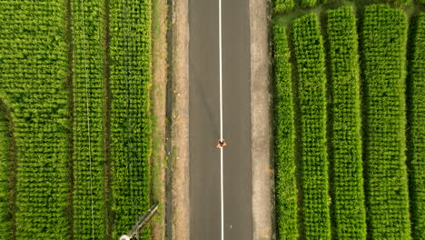 Atleta-Trota-En-Medio-De-La-Carretera-Entre-Exuberantes-Arrozales-Verdes,-Vista-Aérea-De-Arriba-Hacia-Abajo