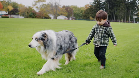 little asian kid walking with big shepherd dog in the park