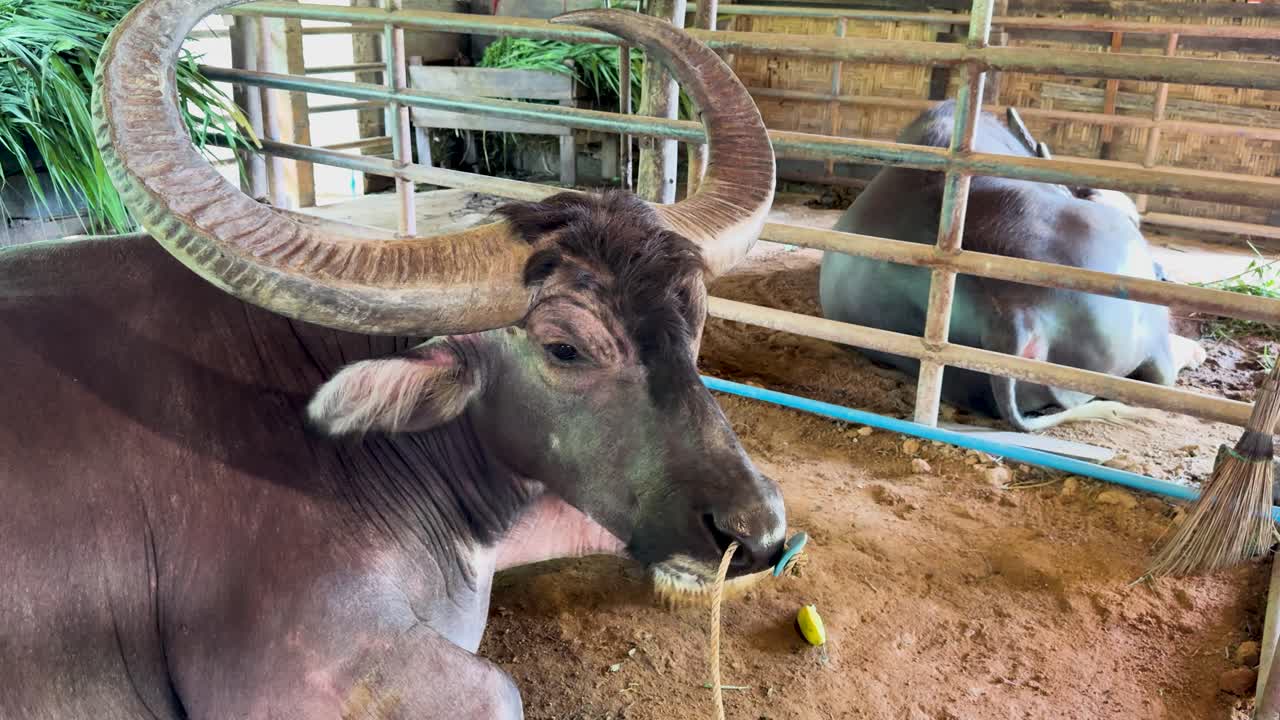 A water buffalo chews in a rustic enclosure at Phuket Old Farm Museum, Thailand. Natural lighting highlights the serene farm setting
