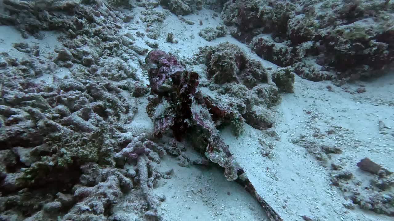 el pez escorpión camuflado yace quieto en el fondo del mar esperando su presa.
