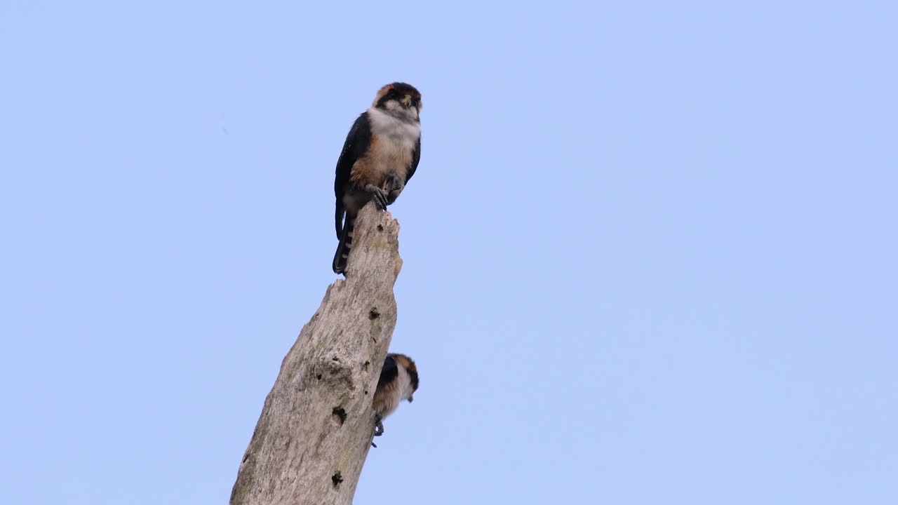 검은 허벅지 매는 아시아 일부 국가의 숲에서 발견되는 가장 작은 맹금류 중 하나입니다.