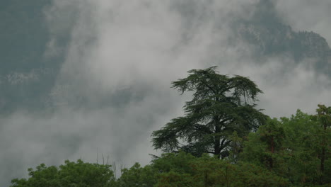 misty mountain landscape with trees