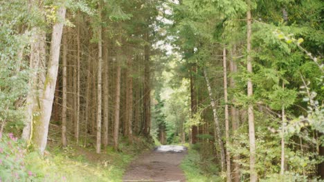 Scenic-coniferous-woodlands-with-a-path-trail-in-between-on-a-sunny-autumn-day