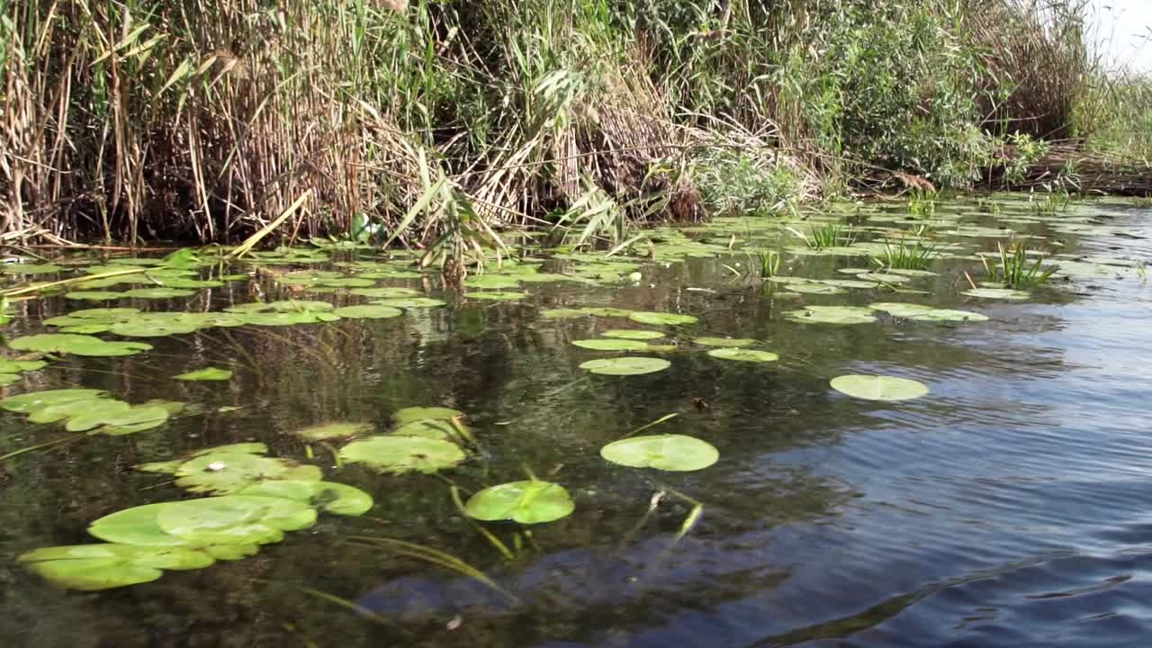 hermosos lirios de agua verdes en las aguas del delta del danubio - primer plano