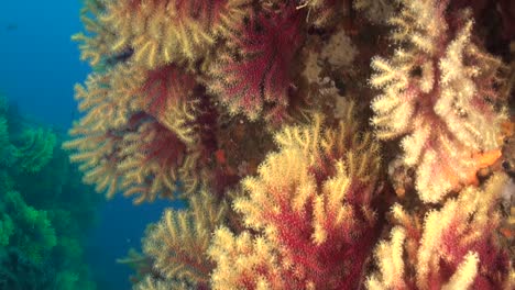 abanico de mar rojo y amarillo a lo largo de una pared empinada con agua azul en el fondo