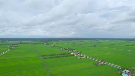 Aerial-flying-over-green-paddy-field-at-Tanjung-Karang,-Selangor,-Malaysia