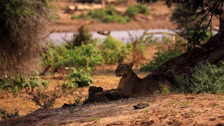 Single adult female lion resting in shadow under a tree