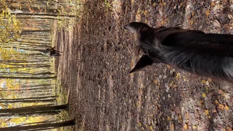 pov of a person riding tennessee walker horse on equestrian trail in the forest