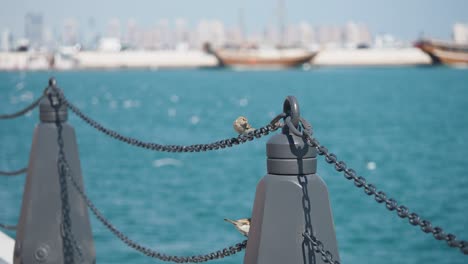 sparrows on a dock in dubai