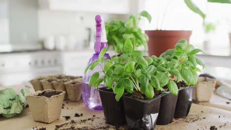cerca de equipos de jardín con rociador con agua y plantas de albahaca en la mesa en la cocina.