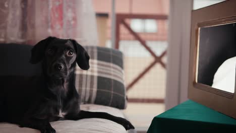 cute lazy black dog on couch watching tv