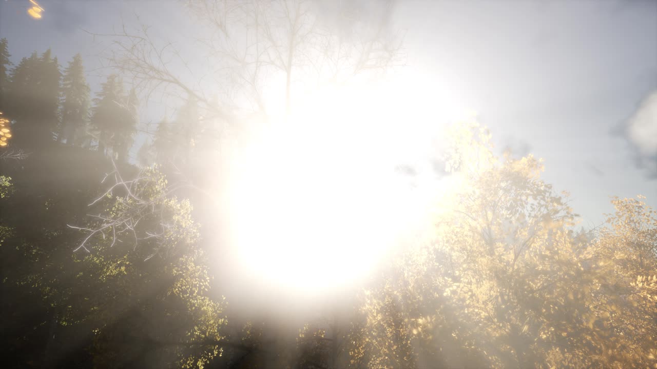 солнечные лучи через деревья