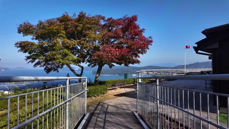 scenic walkway leading to a viewpoint overlooking amanohashidate in kyoto prefecture, japan, featuring vibrant autumn foliage and a tranquil bay view