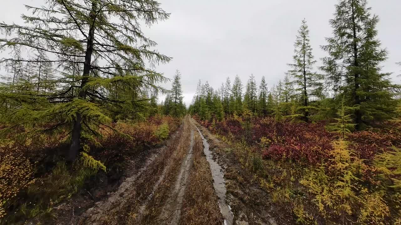 야쿠티아의 은 가을의 아름다움을 경험하십시오: 드론이 활기찬 숲의 경로를 가로질러 날아가면서 풍부한 색상과 지형의 텍스처를 보여줍니다.
