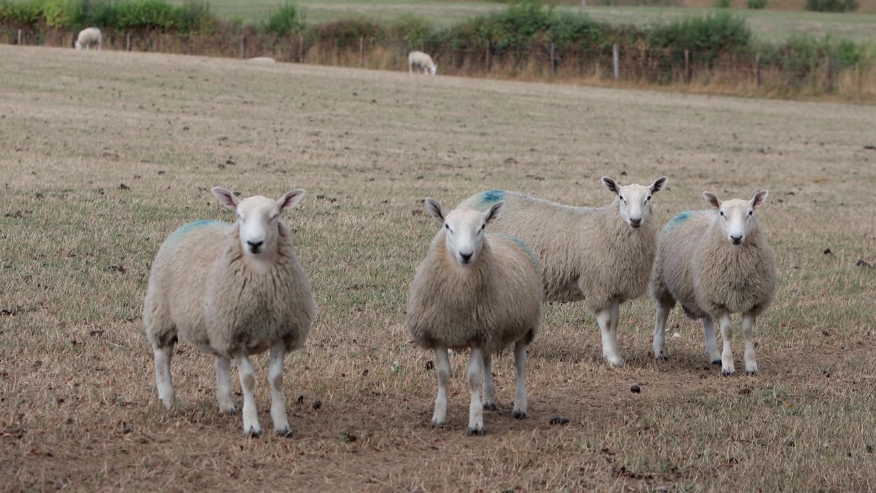 Un piccolo gregge di pecore che pascola in un campo di erba secca durante una lunga estate arida. Powys. Galles. 2026
