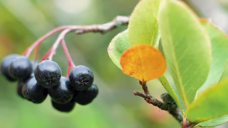 chokeberry on a branch with green leaves