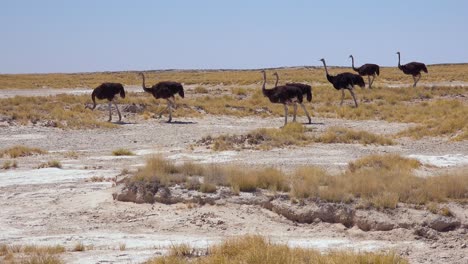 Un-Grupo-De-Avestruces-Camina-Por-El-Parque-Nacional-De-Etosha,-Namibia