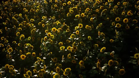 campo de girasoles y cielo nublado