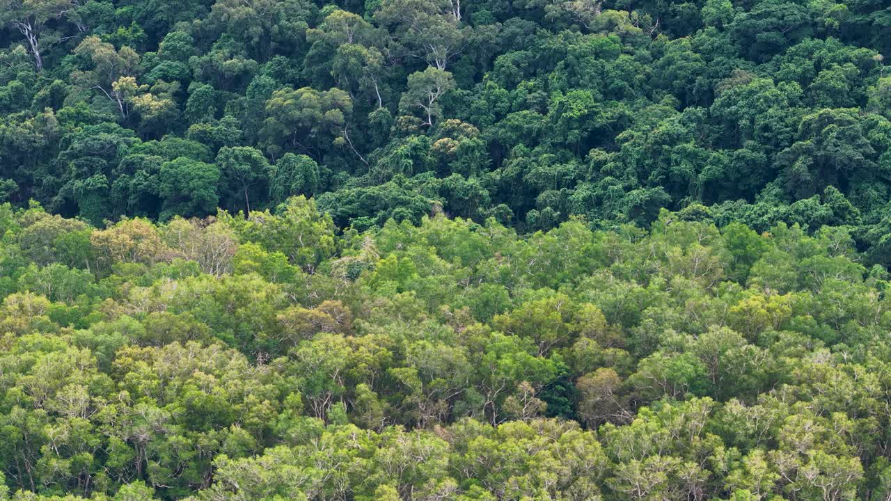 Drone camera rises smoothly above lush, diverse rainforest canopy in Port Douglas, Australia, revealing dense green foliage under soft natural daylight