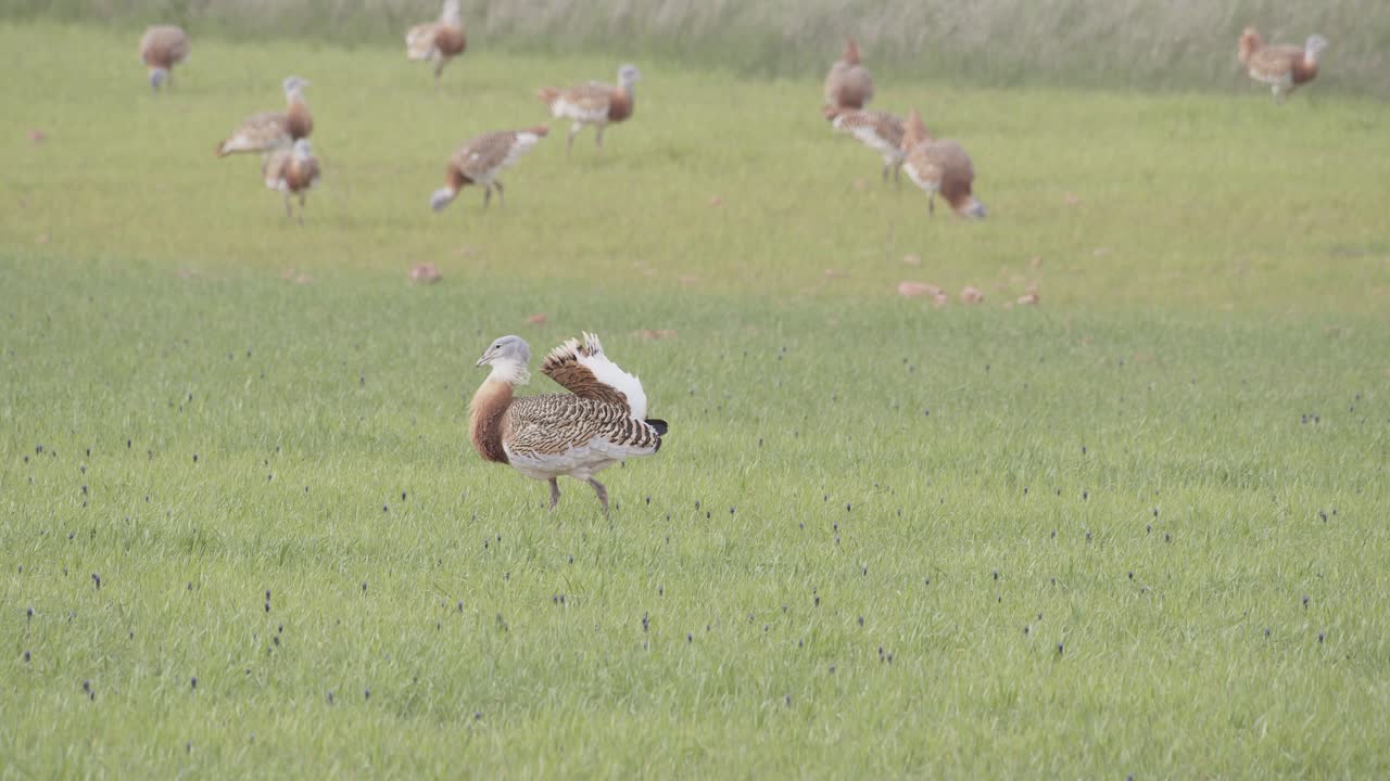Un gruppo di otarde maschi che camminano e mangiano nel prato durante la stagione riproduttiva primaverile, a La Mancha, in Spagna