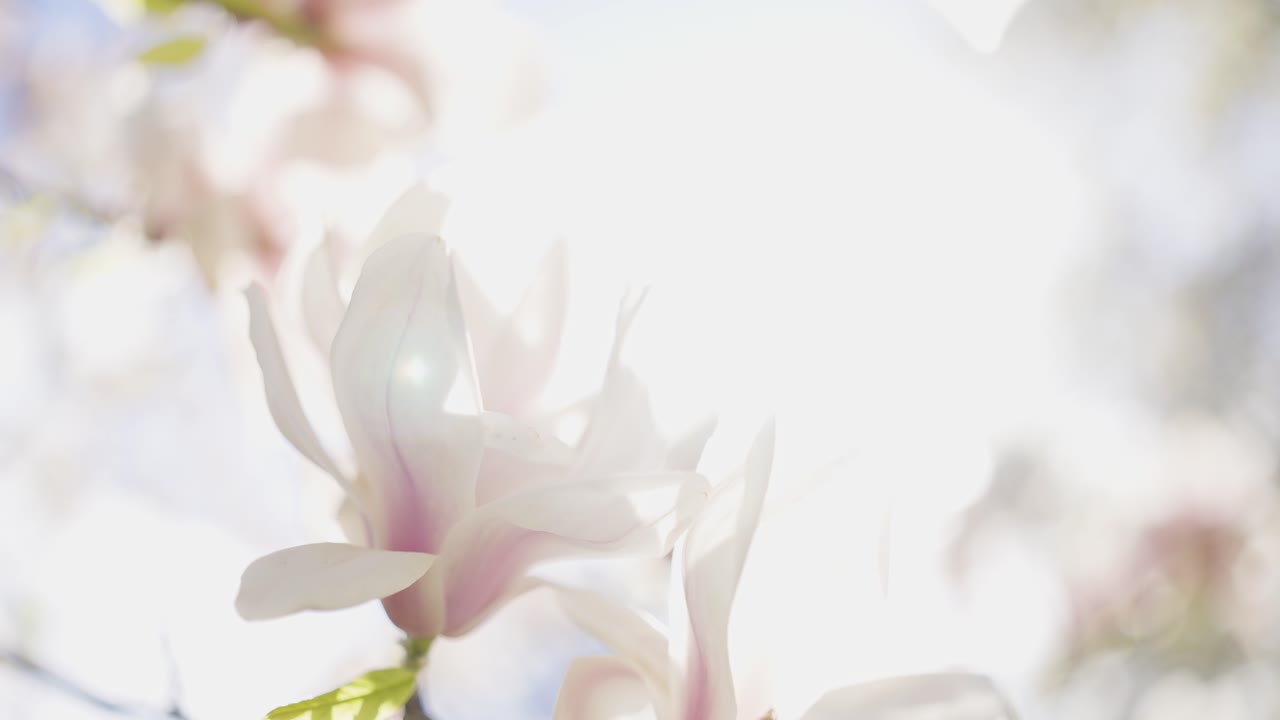Delicate Magnolia Blossoms in Spring Sunlight