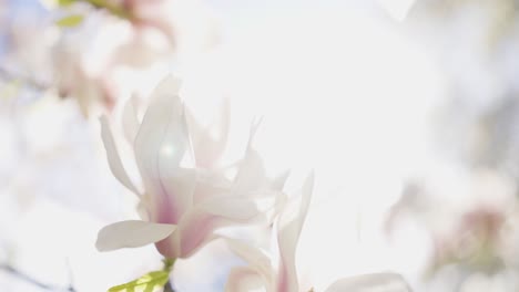 delicate magnolia blossoms in spring sunlight