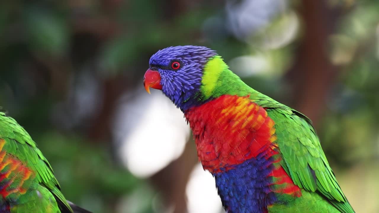 Vibrant rainbow lorikeets perched amidst blurred green foliage, showcasing their striking plumage and curious expressions.