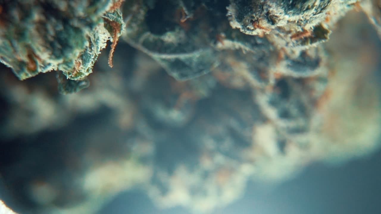 A vertical macro cinematic detailed shot of a cannabis plant, hybrid orange strains, green leaf Indica ,marijuana flower, on a 360 rotating stand, Full HD, super slow motion, 120 fps, studio lighting