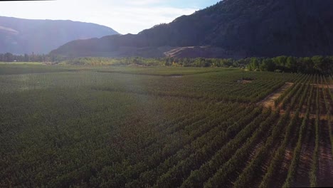 aerial view of an orchard in a mountain valley