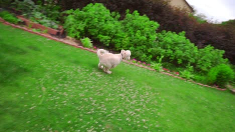 perro blanco acostado. caniche blanco jugando afuera. perro juguetón corriendo césped