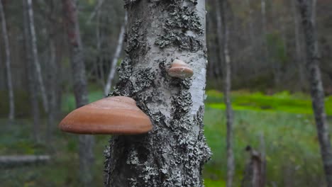 close-up of mushrooms growing on a birch tree in a forest