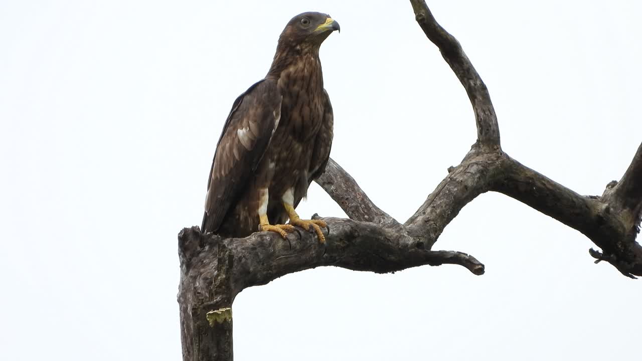 águila en el árbol esperando orar